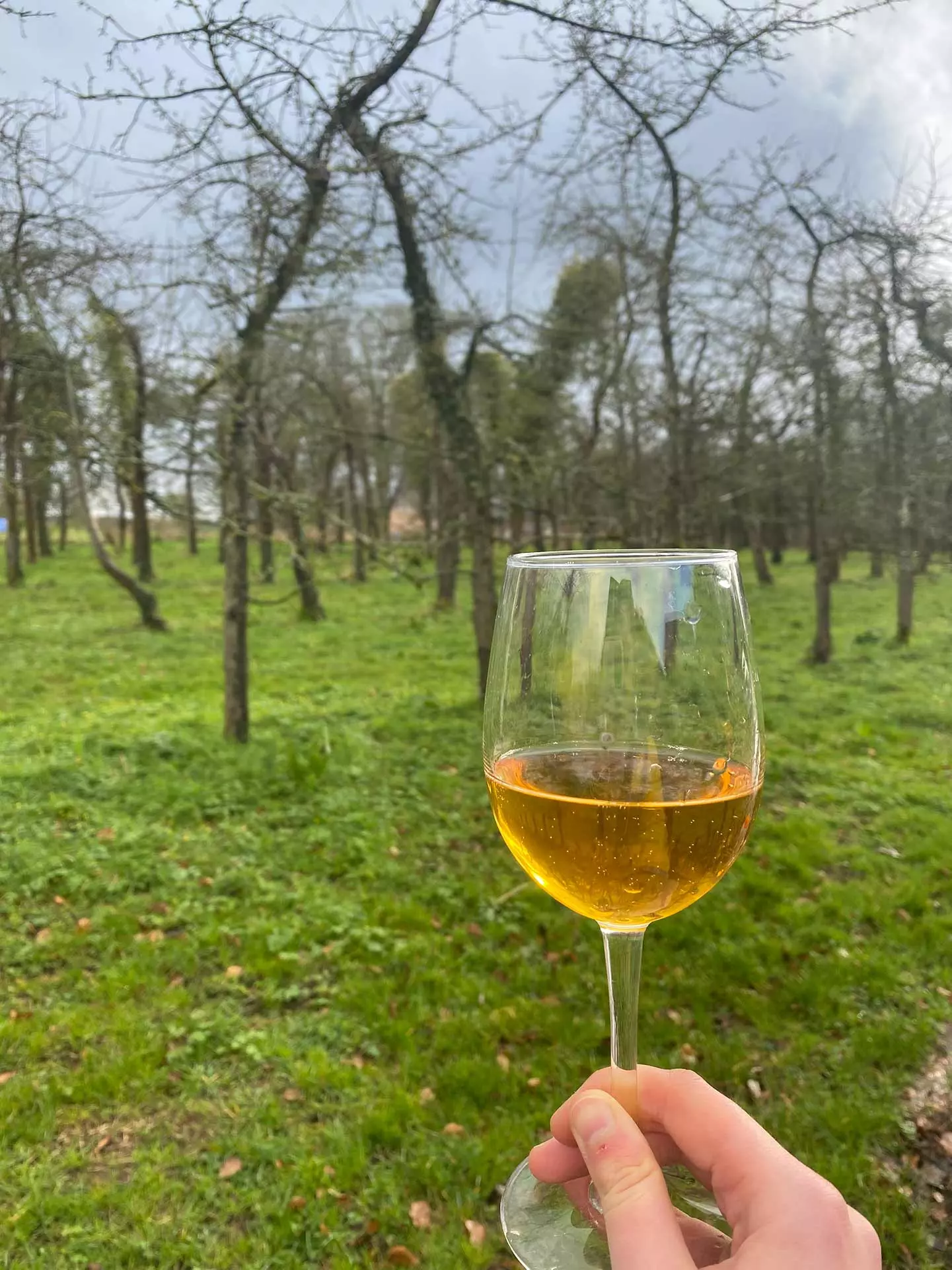 Verre Cidre Bonnaire