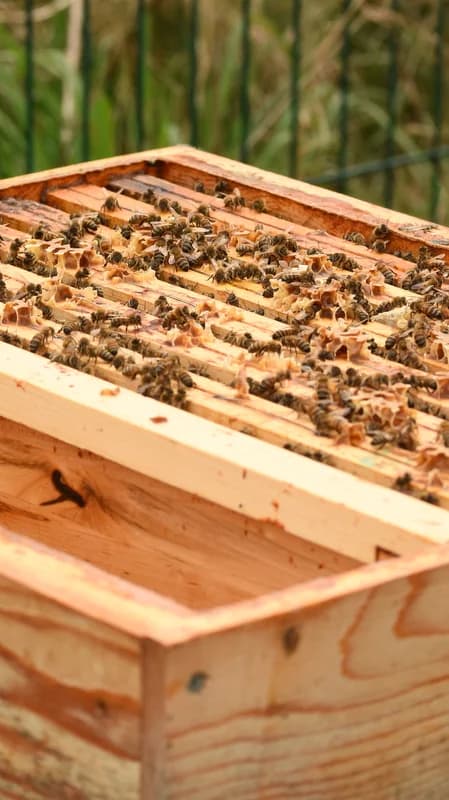 Bonnaire Potager Miel001