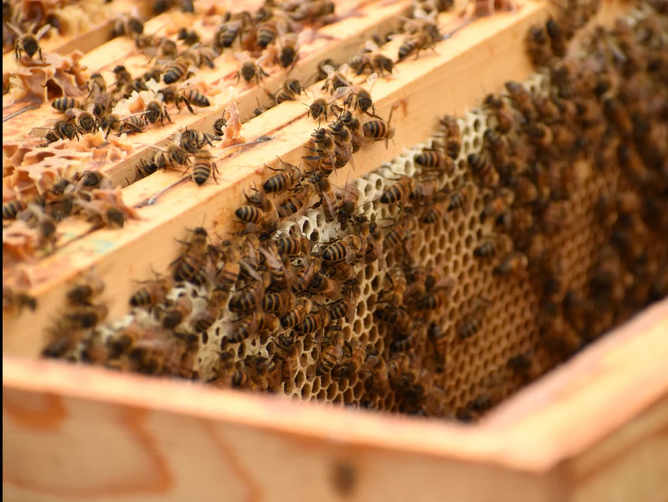 Bonnaire Potager Miel002