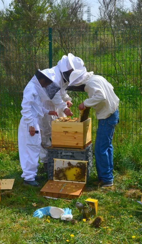 Bonnaire Potager Miel005
