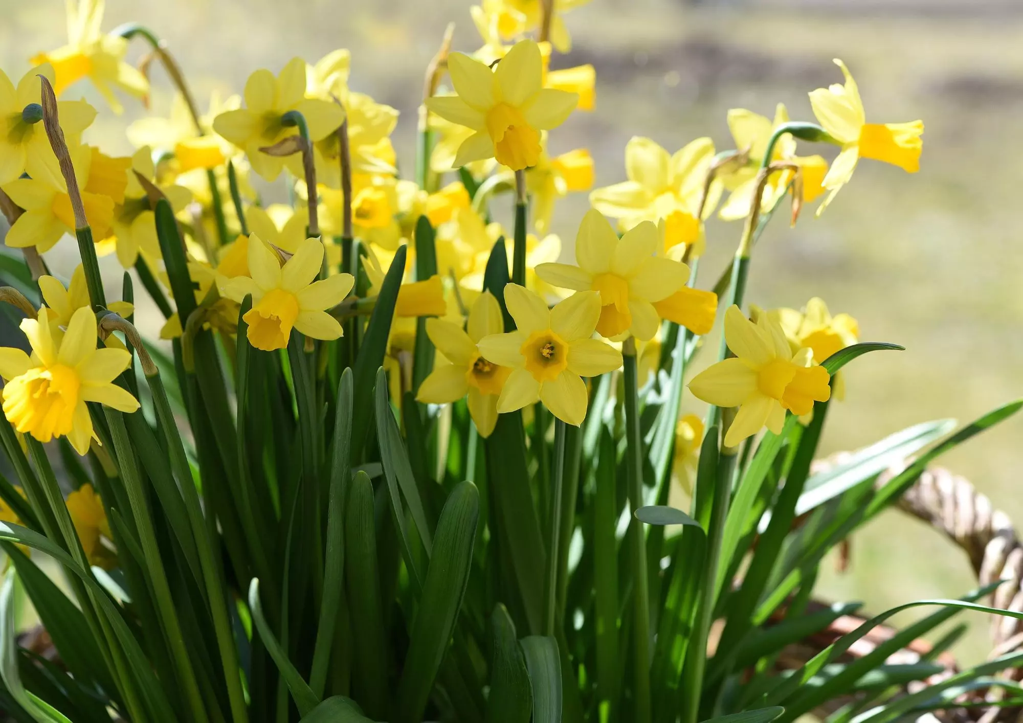 Fleurs Printemps Article